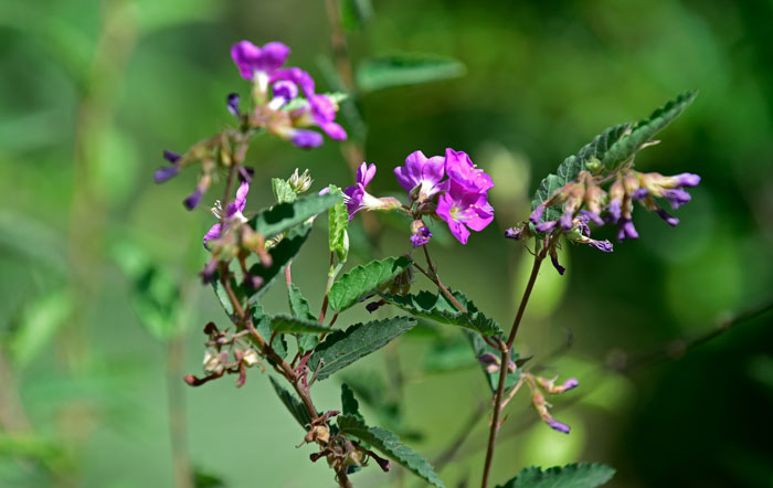 Melochia tomentosa, Teabush